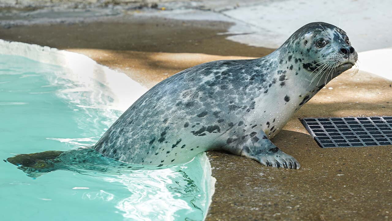 seal web.jpg