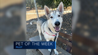 Pet of the Week: Pilot