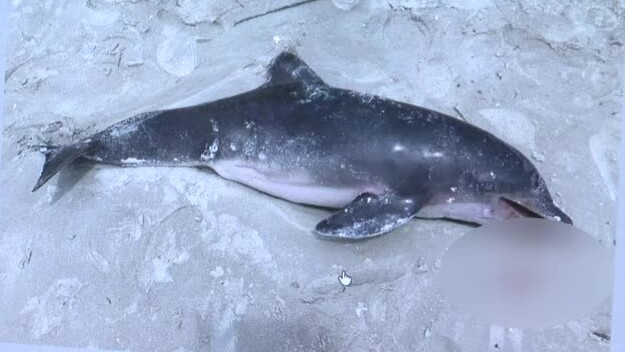 Investigators shared a second photo of the dolphin on the beach bloated and bleeding around its mouth.