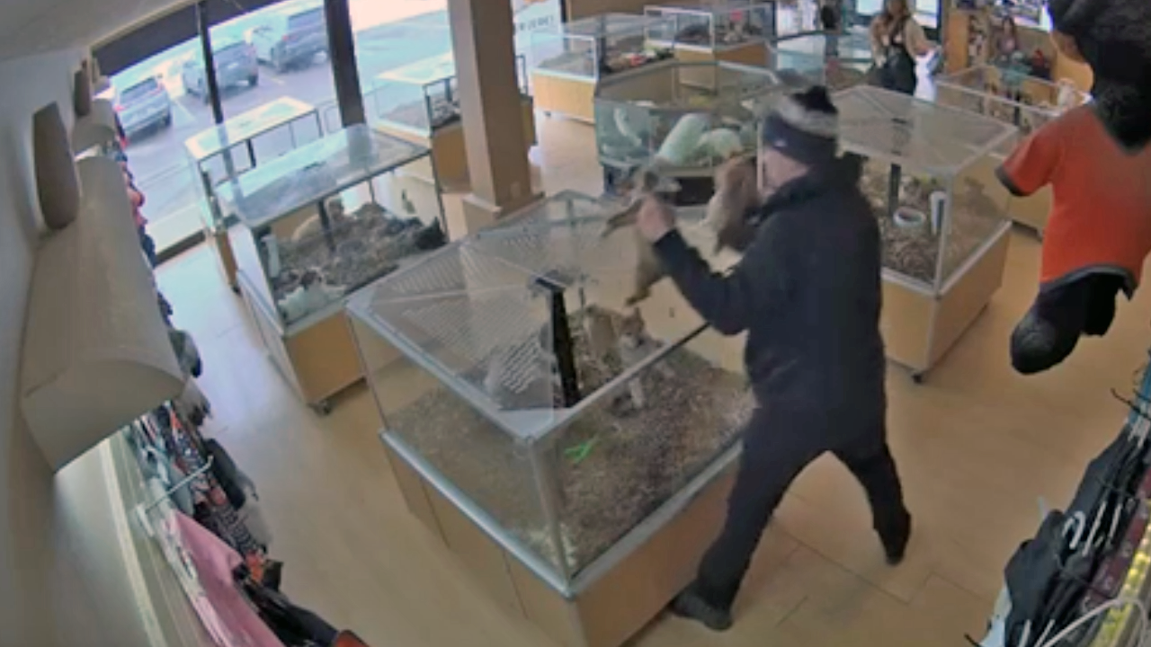 puppy theft suspect2.png