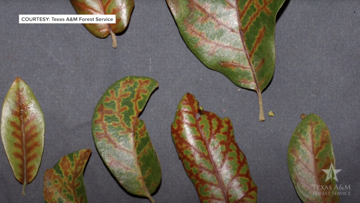 Branching out: more funding from Texas A&M Forest Service may help land owners 'leaf' Oak Wilt behind