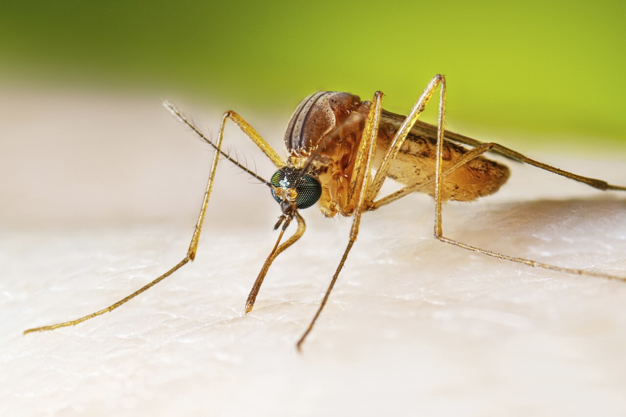 West Nile Virus