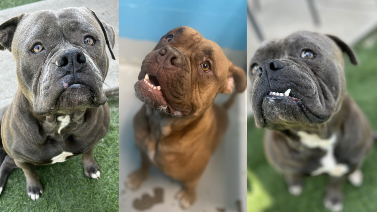 Stolen American Bullies from Raytown