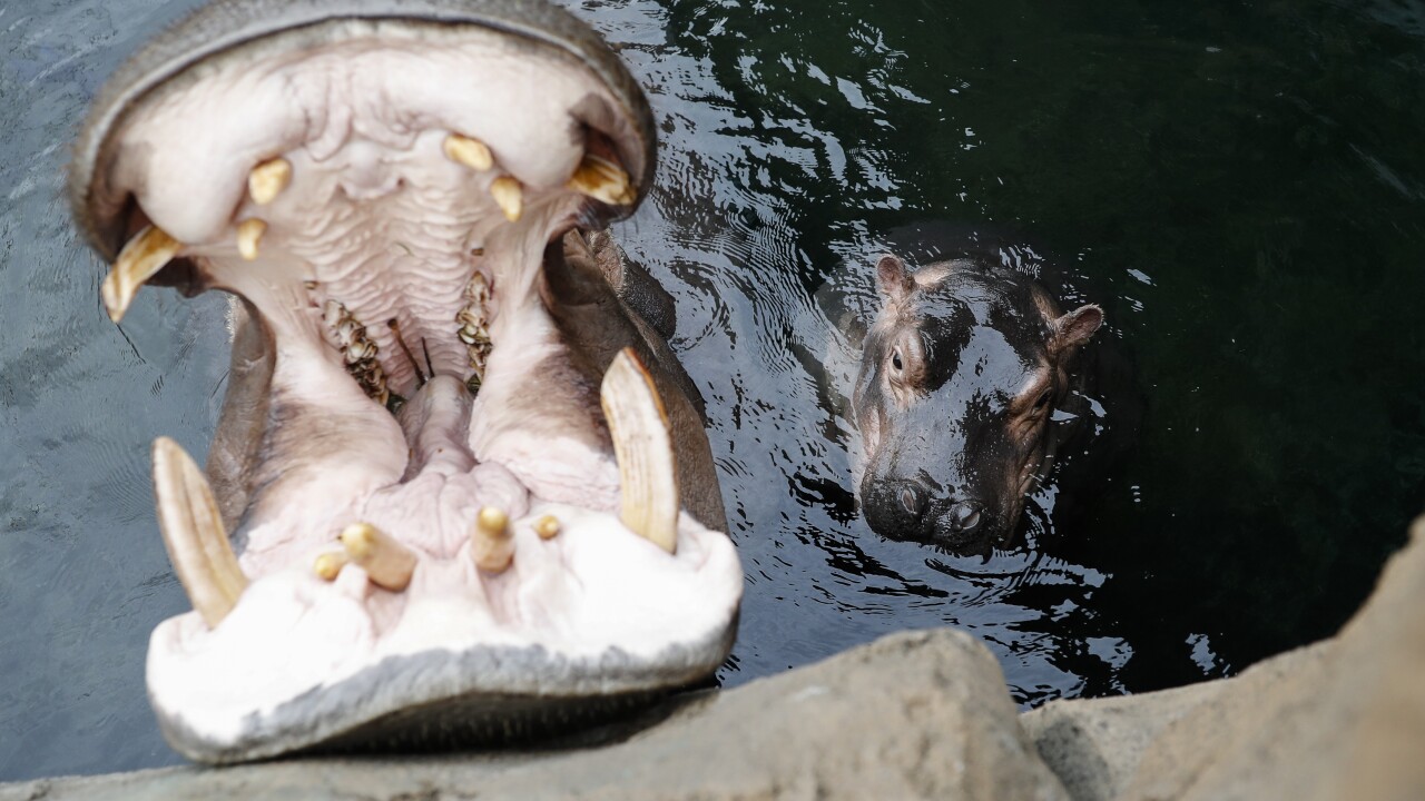 Premature Hippo 1st Birthday
