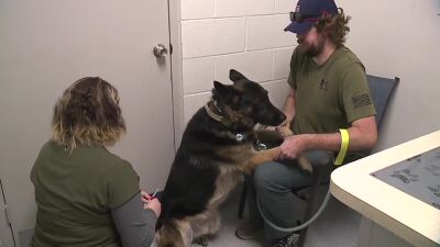 Jefferson County stray pet