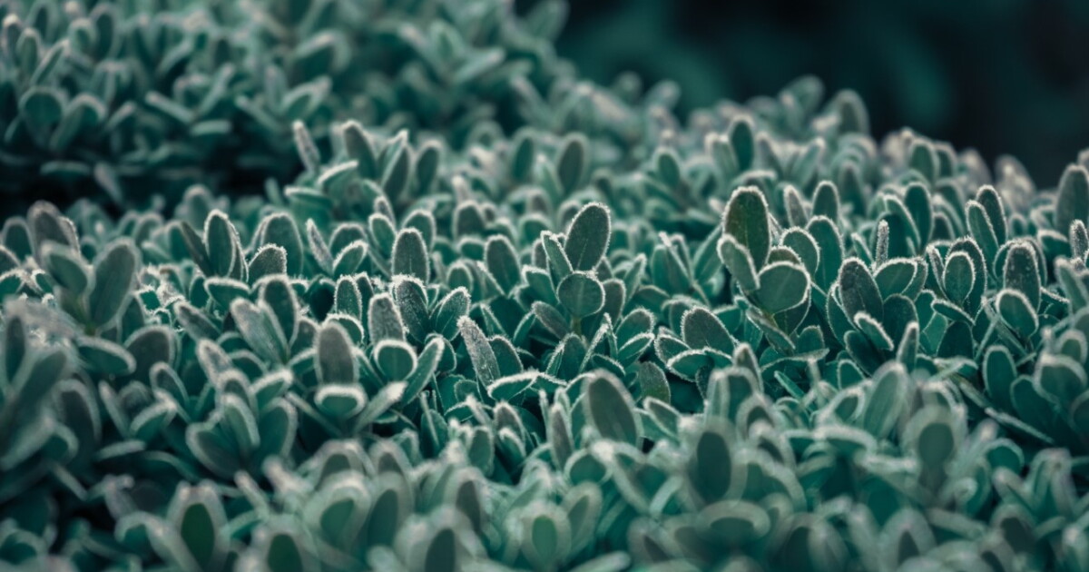 Patchy frost potential - Cover up your plants - Vimarsana News