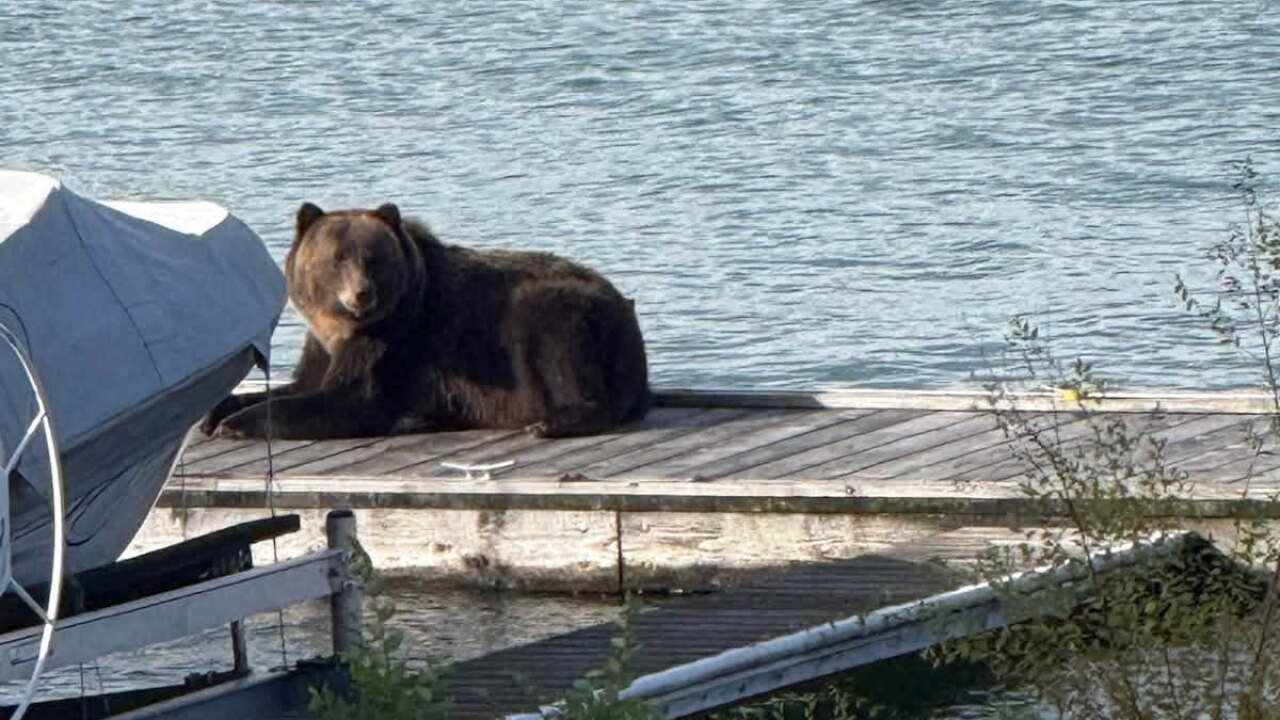 bear on dock.jpg