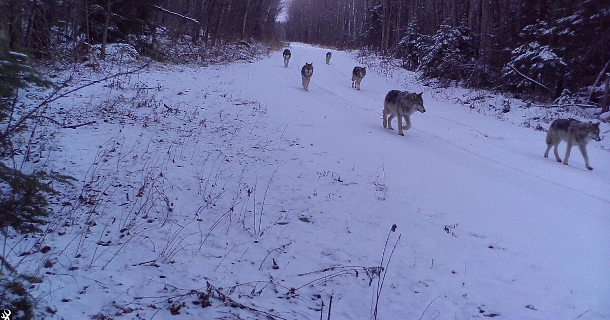 Michigan Seeks Public Help to Track Resurgent Wolves