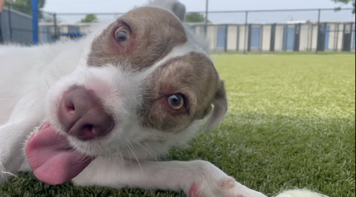 Bryan Animal Center gets new facility as city moves forward with long-awaited plans