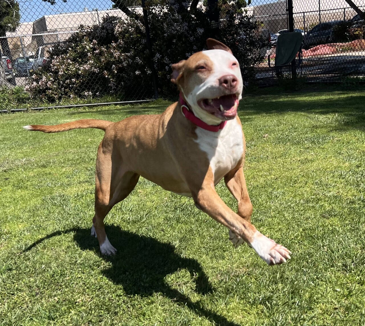 Red 257963IMG_1286.jpeg