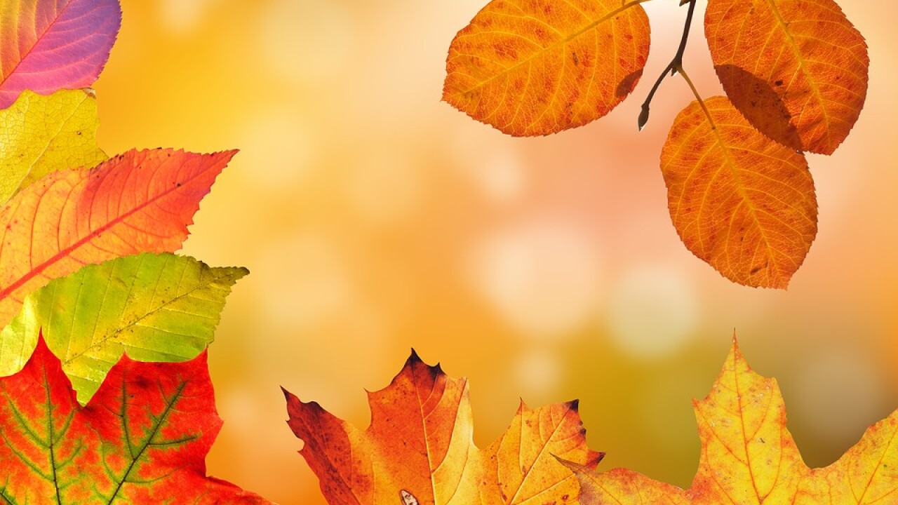 Fall.jpeg