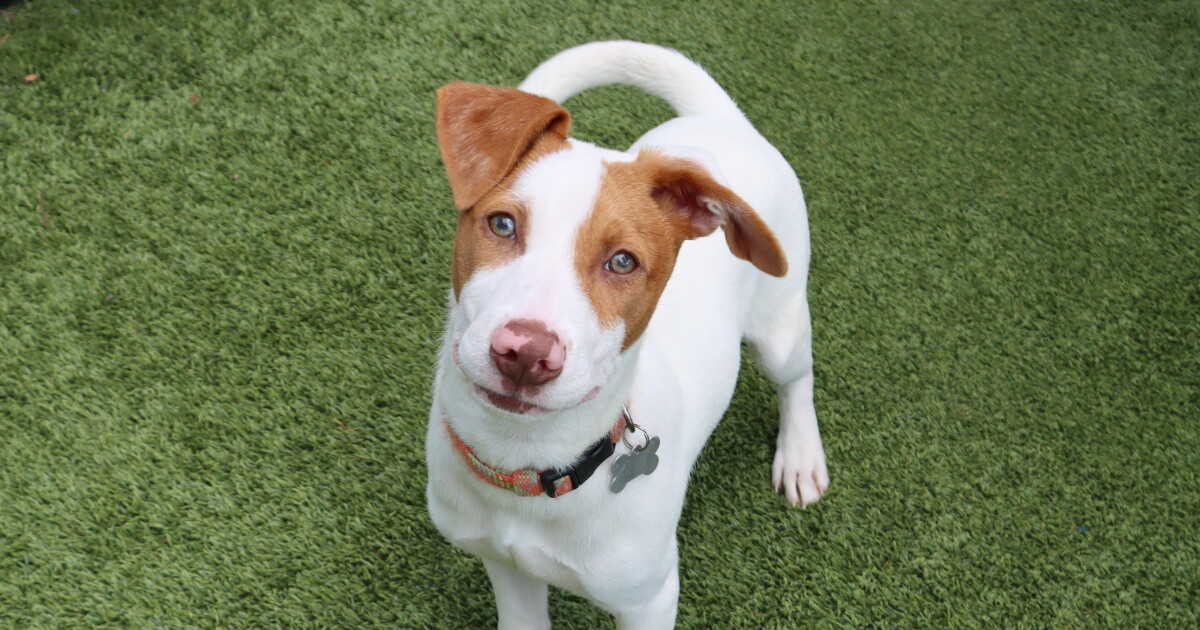 Pet of the Week: Scooby!