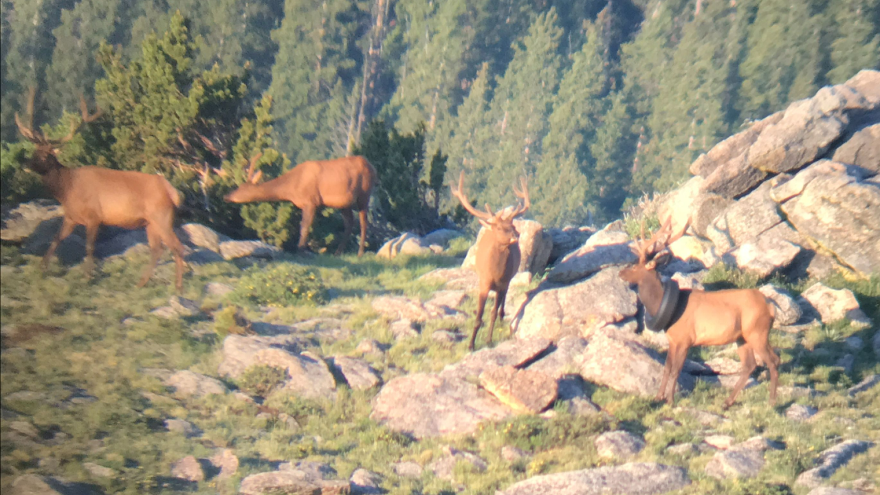 Elk with tire and friends