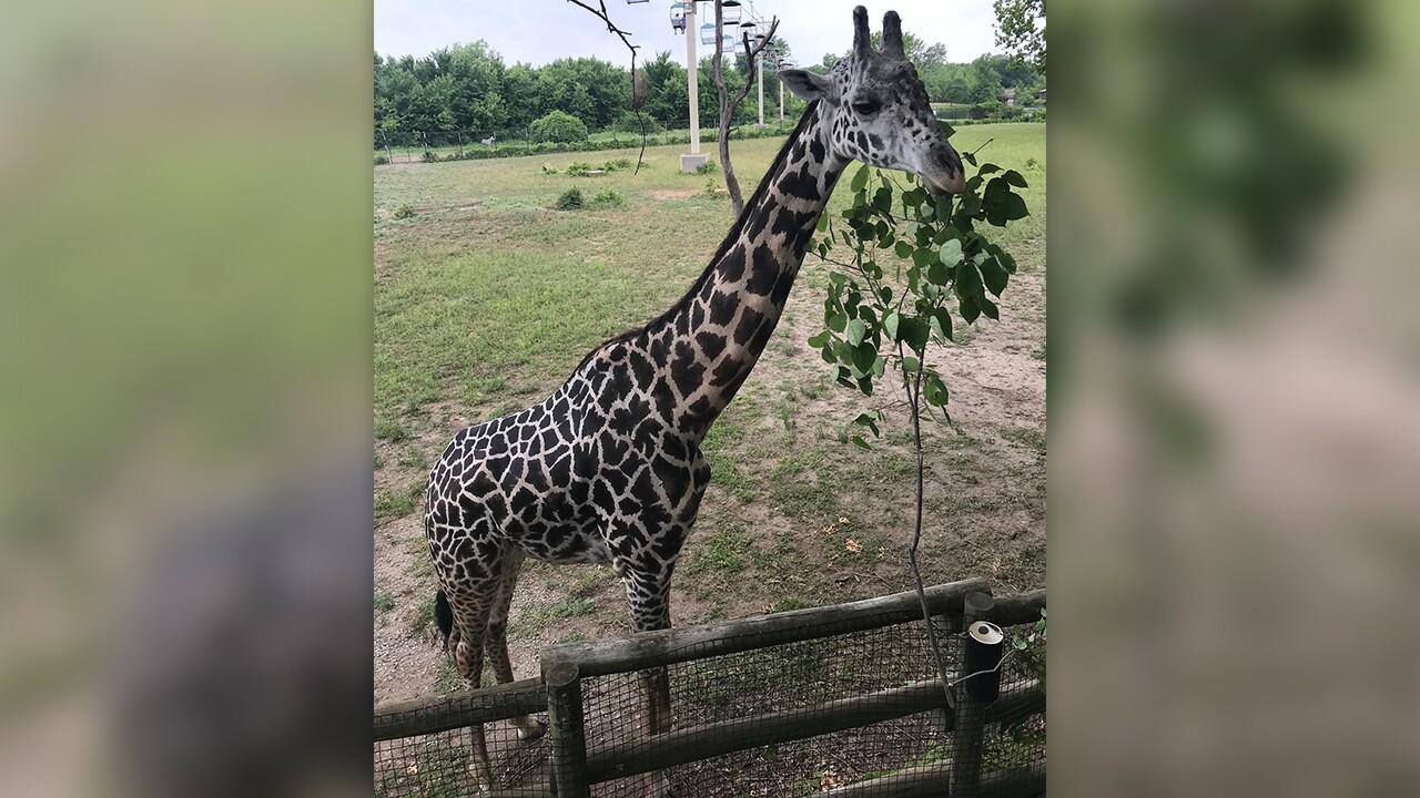 hamisi giraffe.jpg