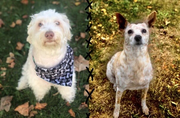 Dog walking forecast