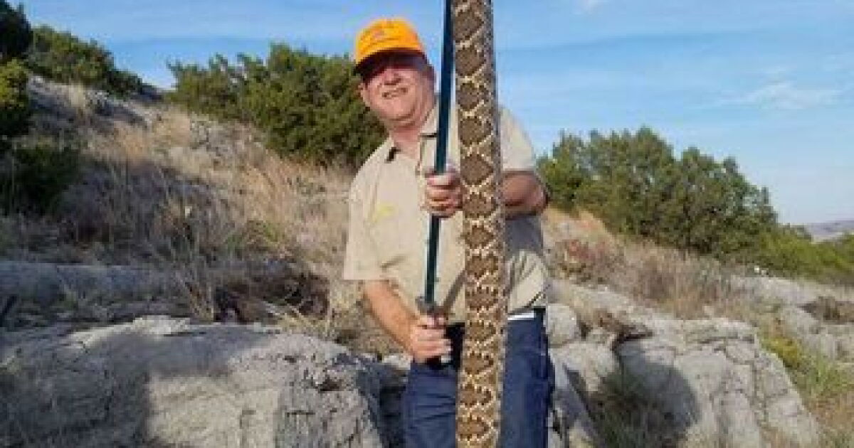 Catching Rattlesnakes Snake hunter suffers heart attack after catch