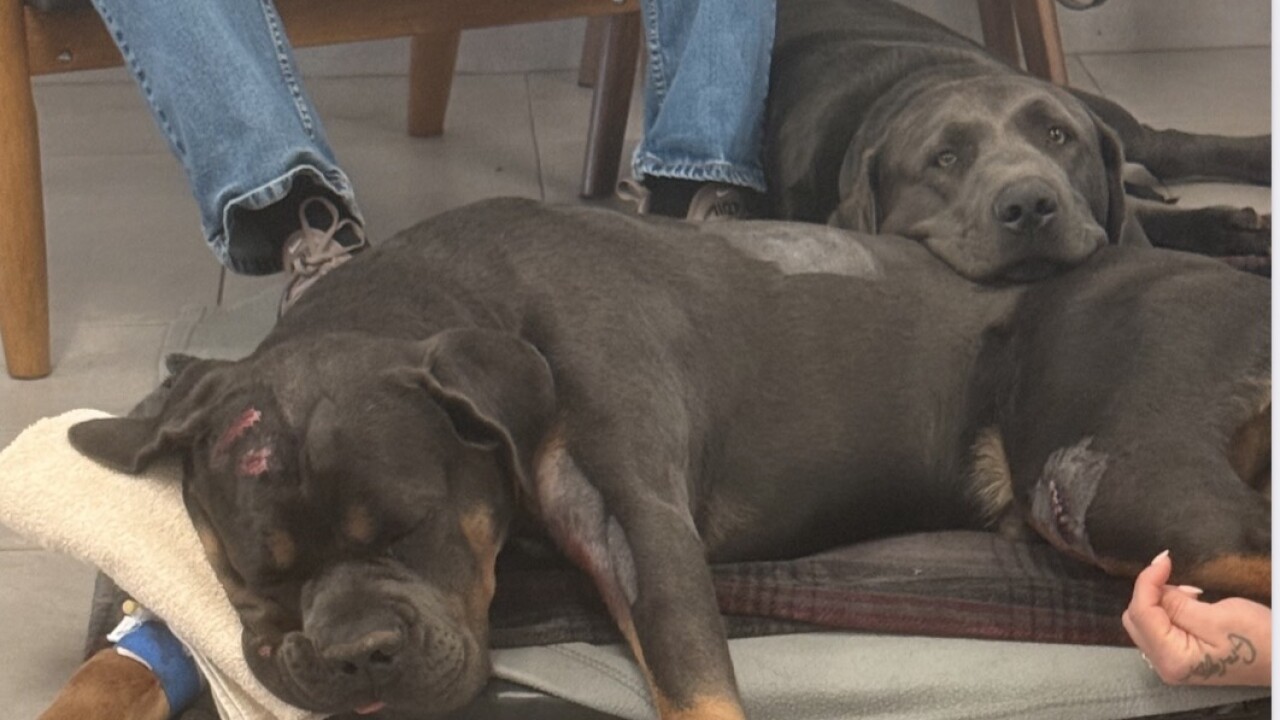 Zeus and Drake at the ER Vet