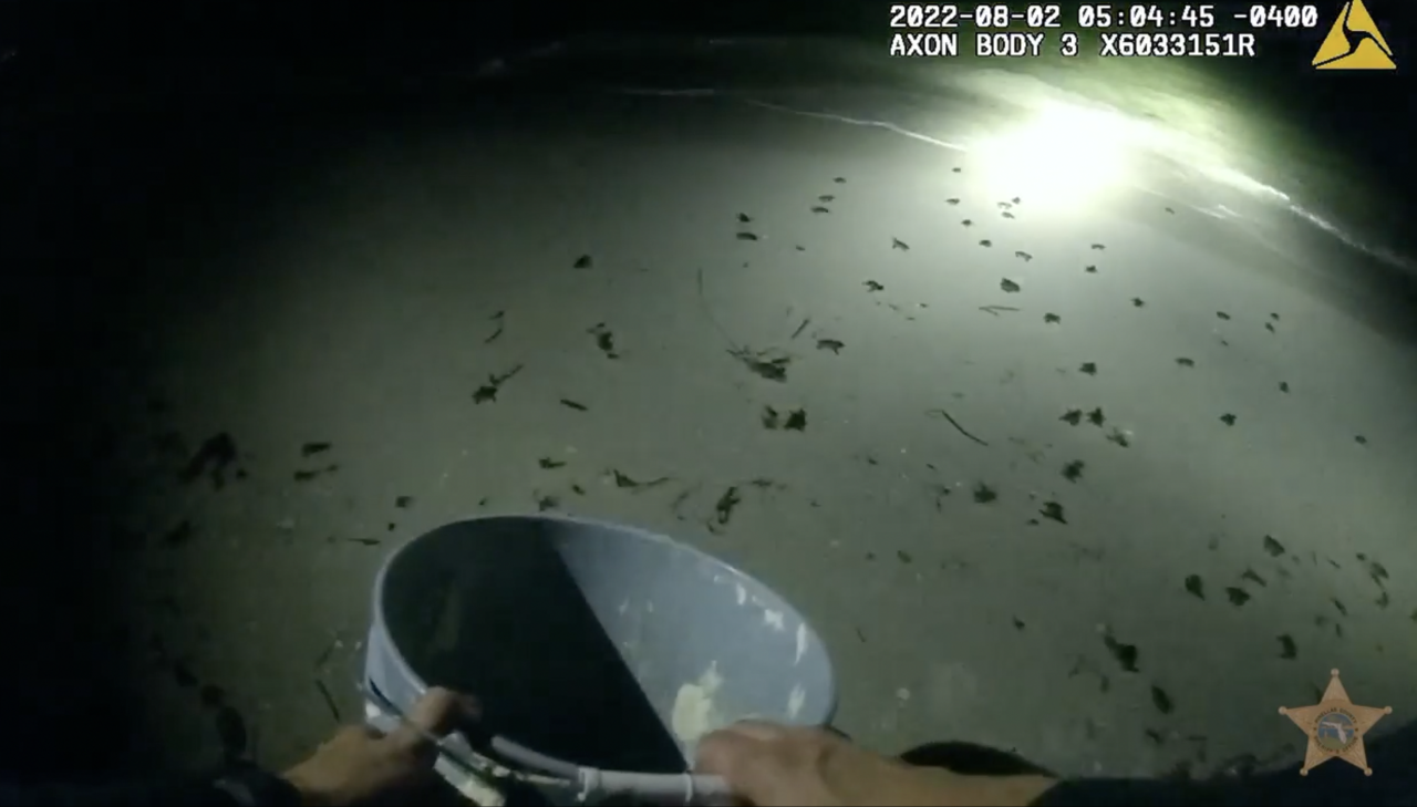 Sea turtle hatchlings head for the sea