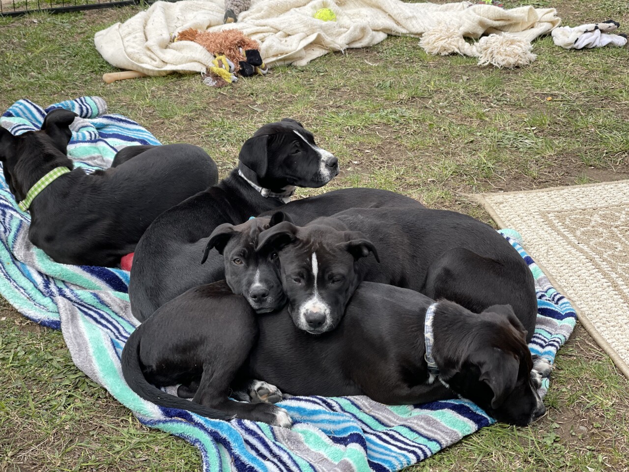 Dove - With Litter and Mom
