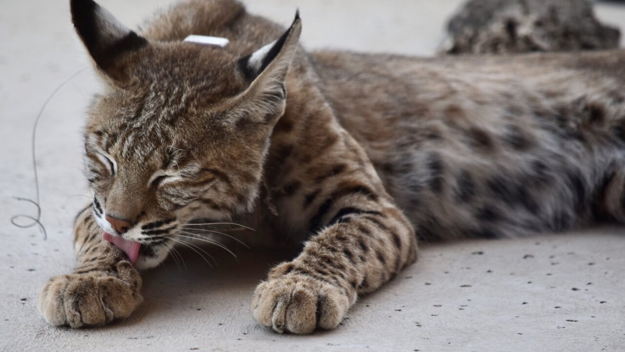 1 150 Reward For Information On Killing Of A Bobcat 1-150-reward-for-information-on-killing-of-a-bobcat