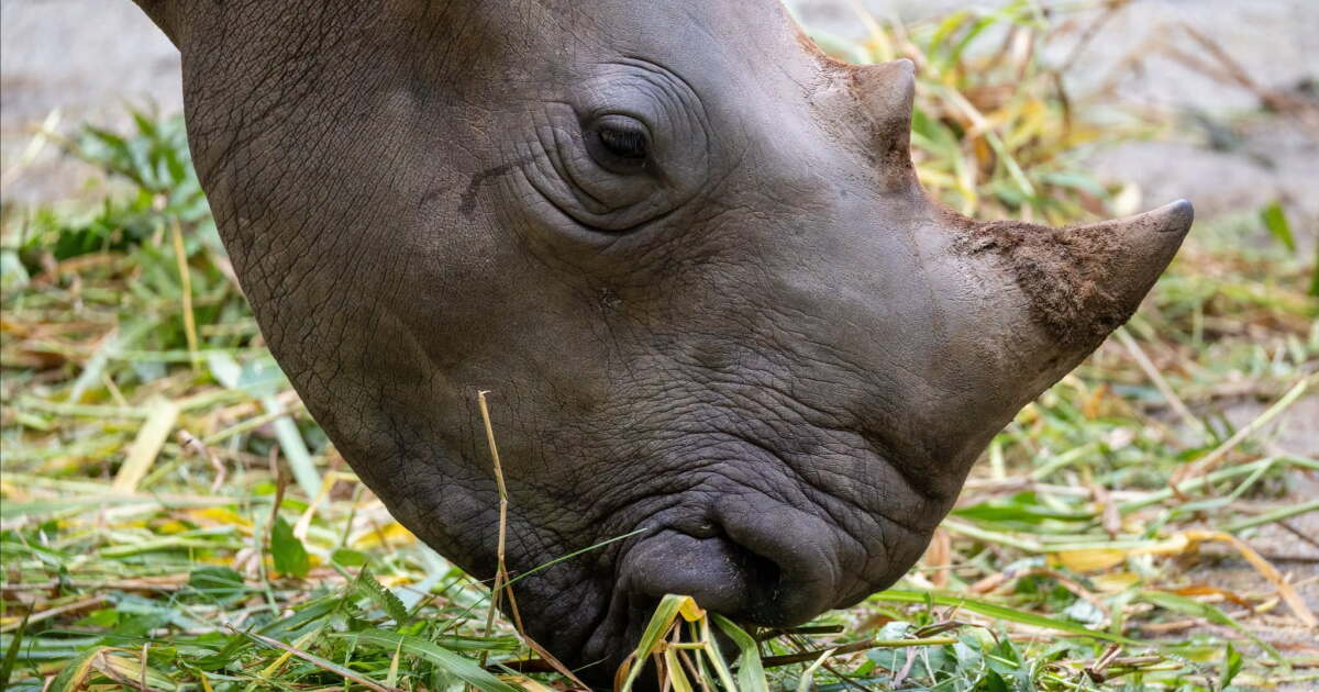 Photo: denver7.com Denver Zoo to Open Southern White Rhino Habitat to Visitors October 16
