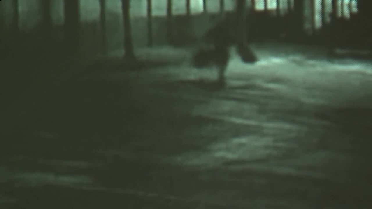 surveillance video of bird thief at The Birdhouse in Davie