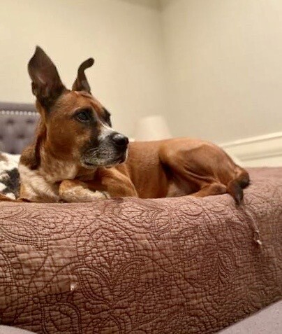 Pet of the Week: Antony