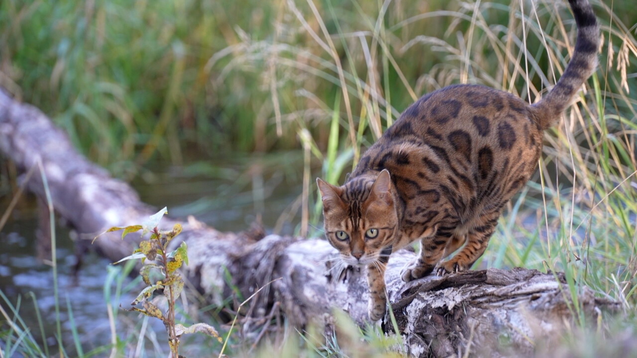 BENGAL CAT.jpg