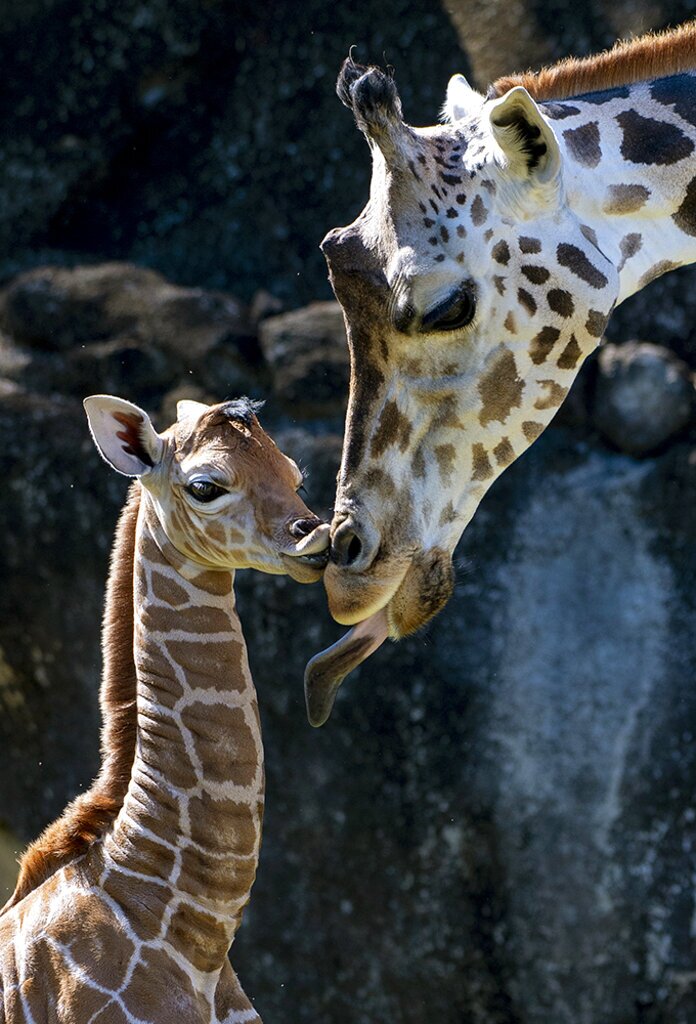 Baby Giraffes-Zoo Miami