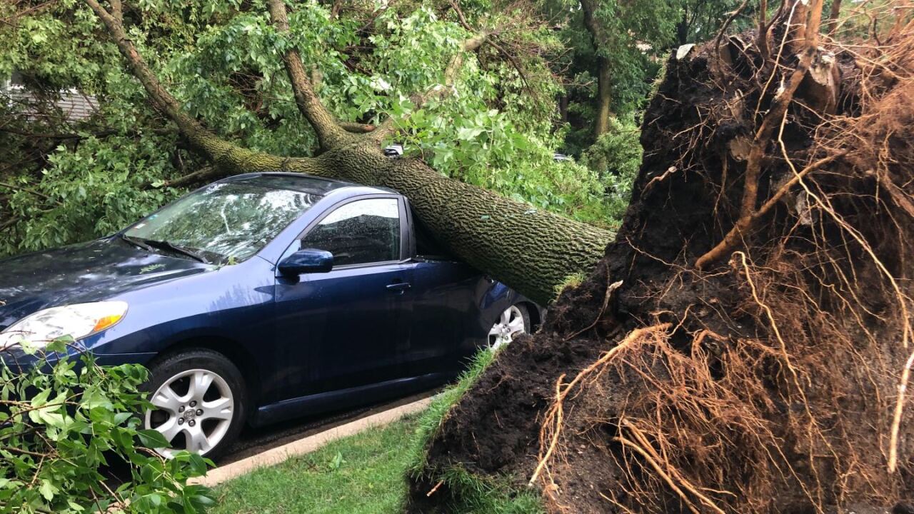 Tree Chicago.jpg