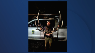 Bull Elk.png
