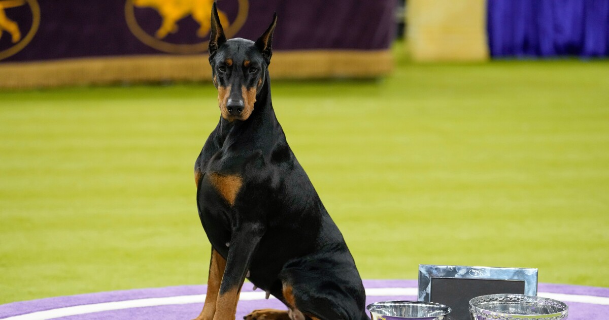 Historic win for Doberman Penny, handler Andy Linton at Westminster Dog Show