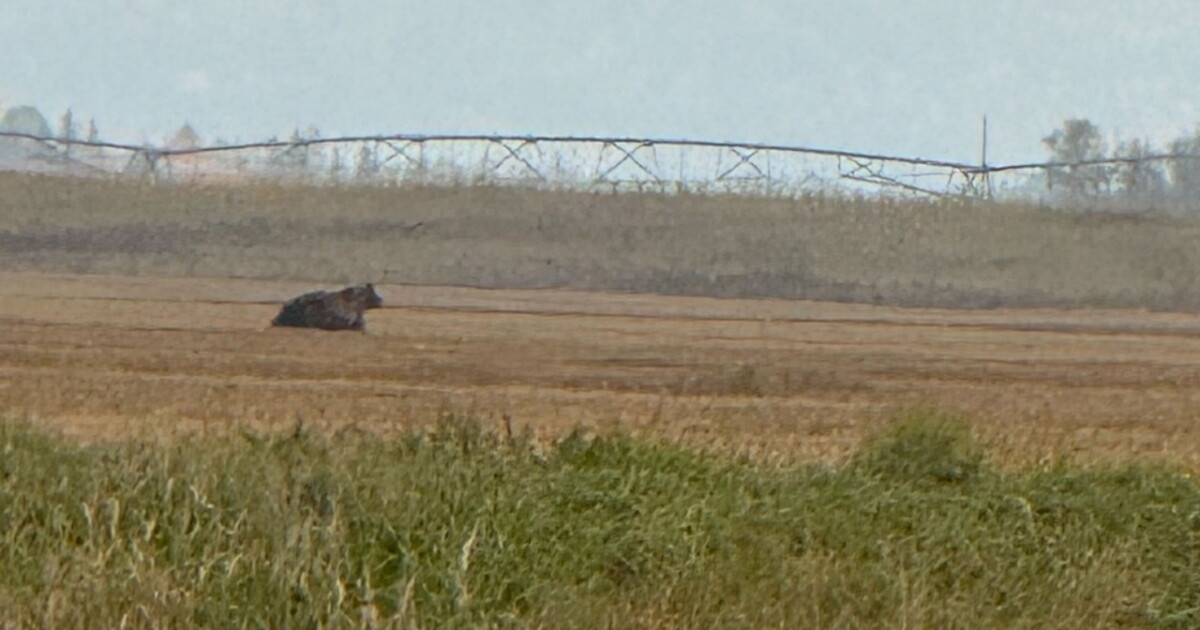 A look back at 2023 bear encounters in Montana and how to prevent them - Vimarsana News