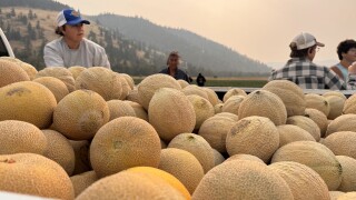 Dixon Melon's Harvest