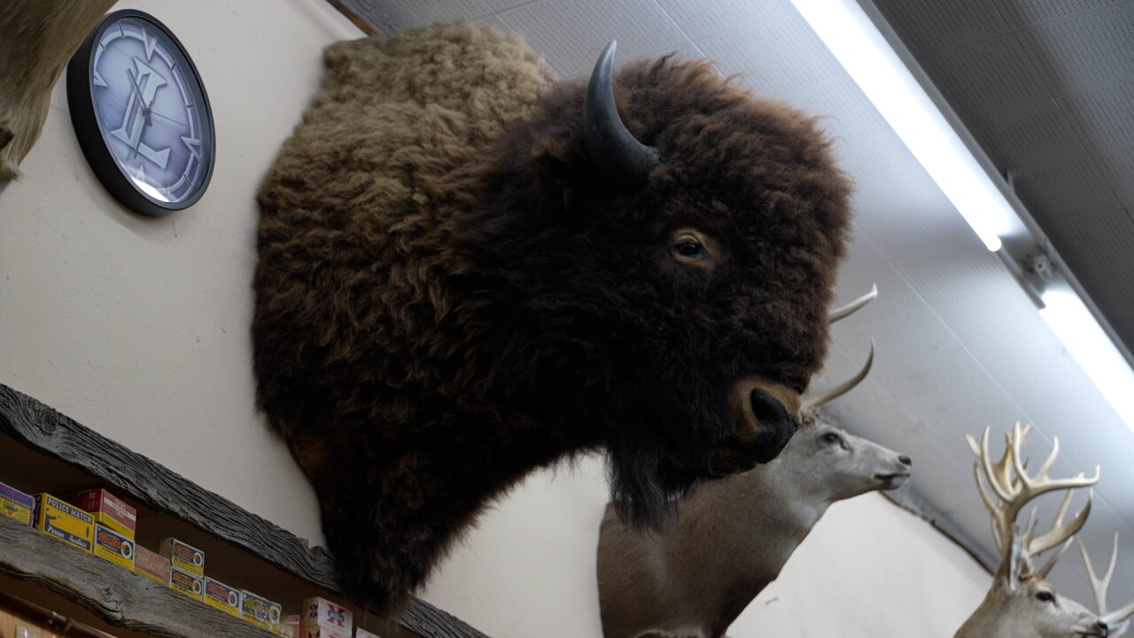 Capital Sports animal head