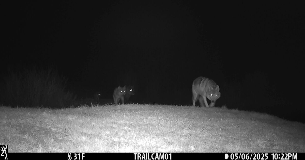 Yearling wolf from One Ear Pack killed after multiple depredations, CPW says