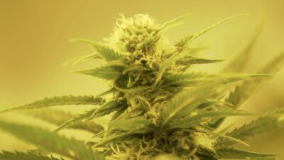 Marijuana plant