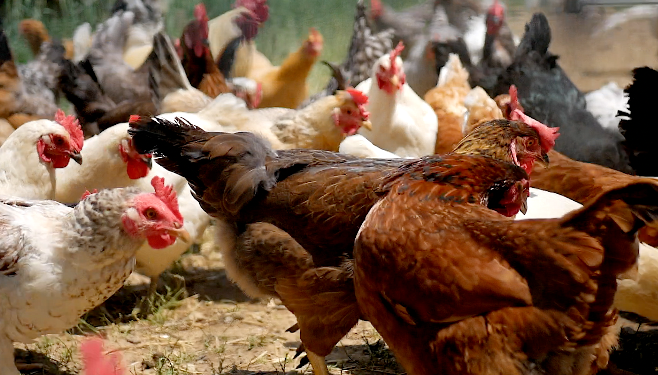 Dollie's Farm chickens