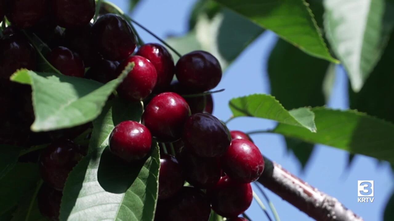 Montana Ag Network: Flathead Lake cherry harvest produces mixed crop