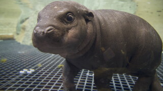 John Ball Zoo's Hugo the baby pygmy hippopotamus