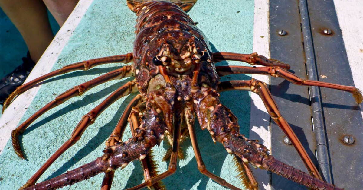 Florida spiny lobster mini season opens July 29-30 with strict bag limits, prohibited zones