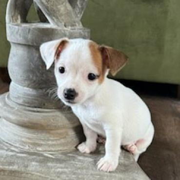 Harbor Humane - Jose Milo - Standing by statue.png