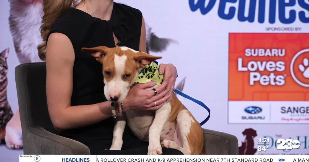 Wag Wednesday: Meet Biscuit from Kern County Animal Services!