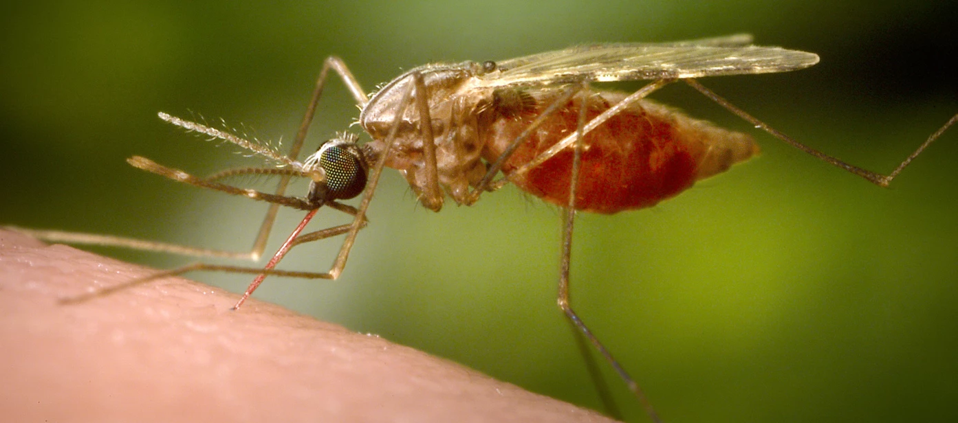 Mosquito Illnesses