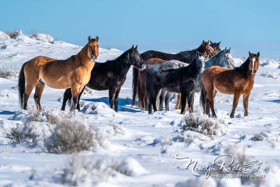 Wild horses in Sand Wash Basin
