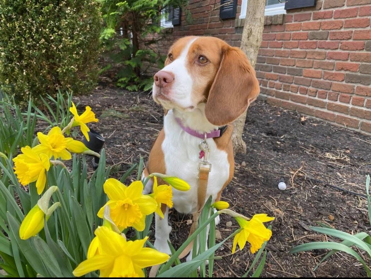 Dog walking forecast