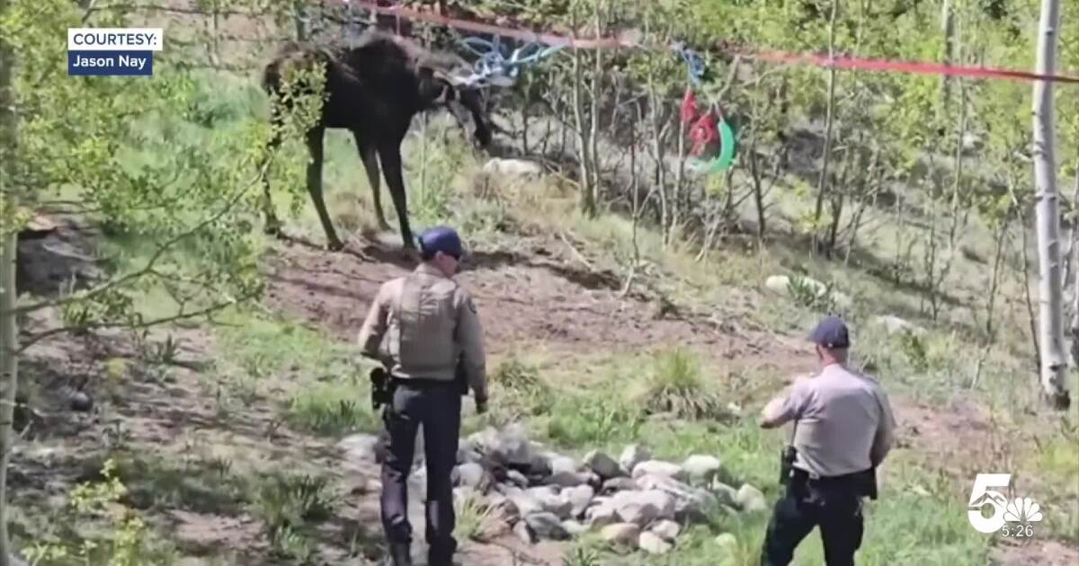 Colorado Parks and Wildlife officers perform unique rescue at a home in Fairplay