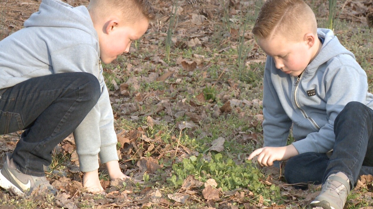 clover 7 leaf boys in yard.jpg