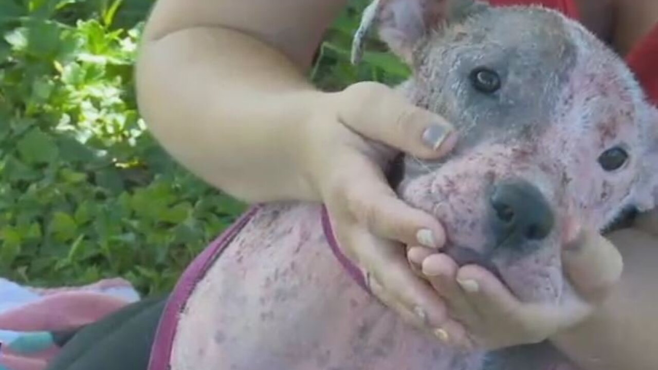 Dog Rescued After Being Buried Alive On Hawaii Beach
