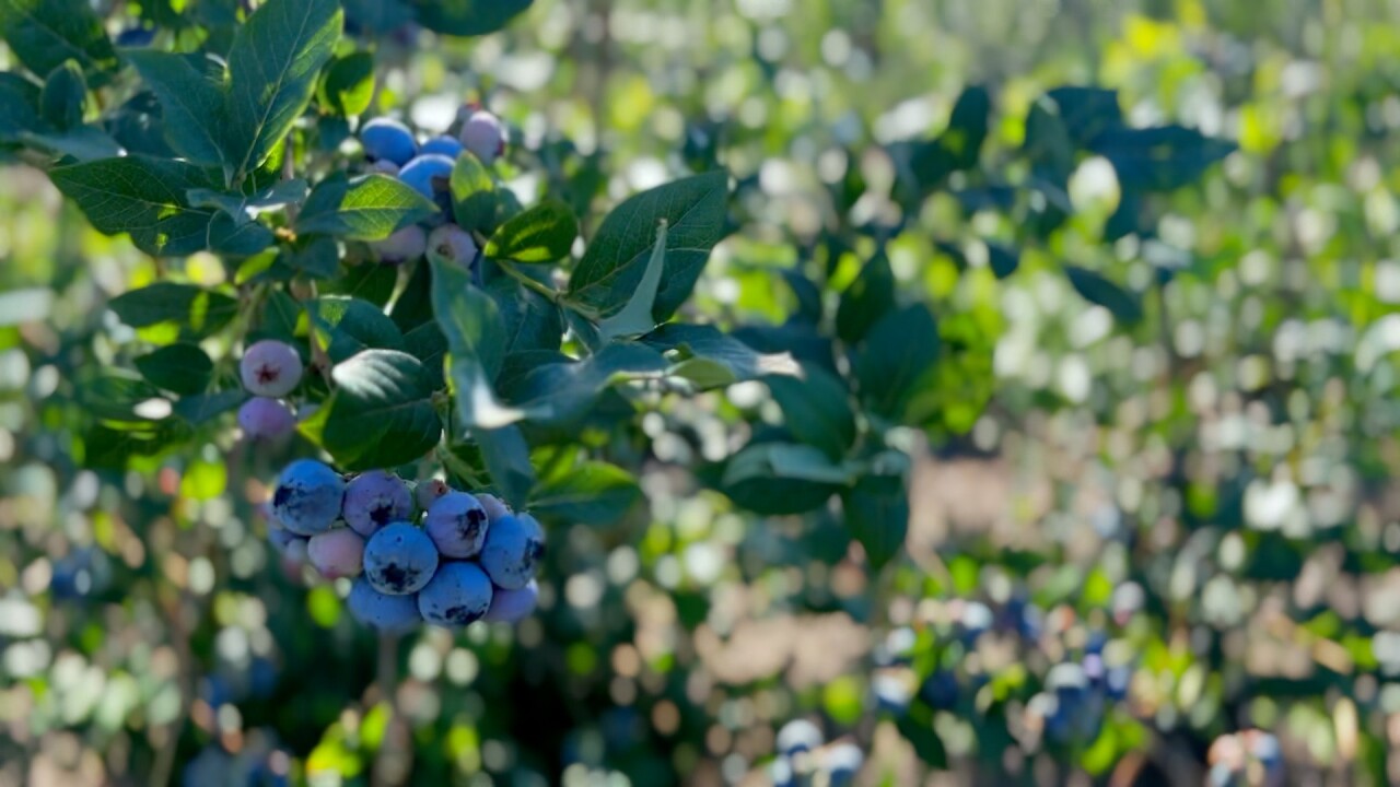 BLUEBERRY.jpg